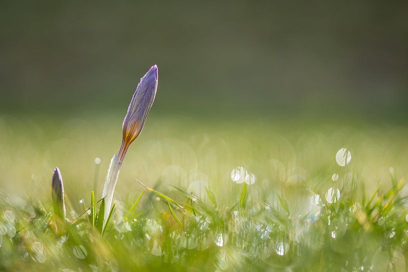 Krokus op een mooie lente ochtend van John van de Gazelle fotografie