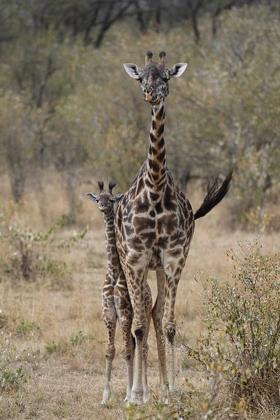 Mother Giraffe with child by Bennie Krajenbrink