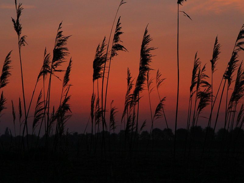 Rode gloed voor zonsopkomst van Ab Donker