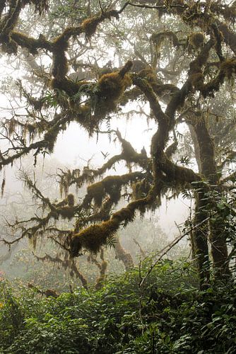 Horton Plains in de mist