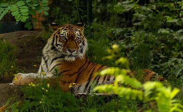 Siberische tijger Bart op de uitkijk. van Wouter Van der Zwan