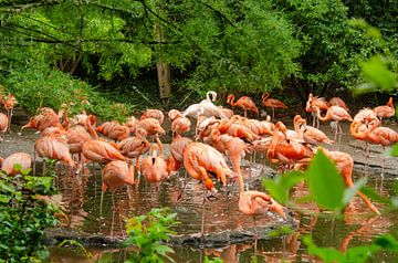 grote kolonie flamingo's van Eddy Hooiveld