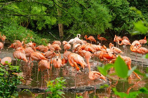 large colony of flamingos together