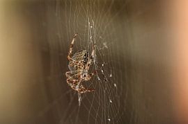 Spinne von Kees de Knegt
