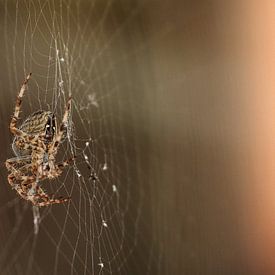 Spider by Kees de Knegt