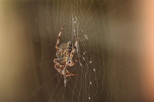 Spider