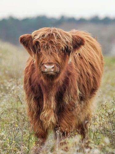 Jonge Schotse hooglander