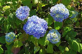 blaue Hortensien