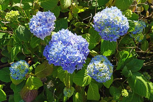 blauwe hortensia's