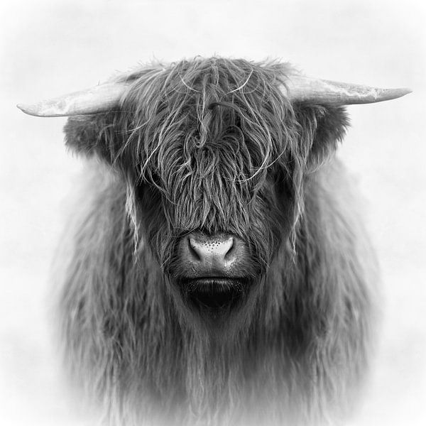 Highlander – The Morning Fog Edition von Marja van den Hurk