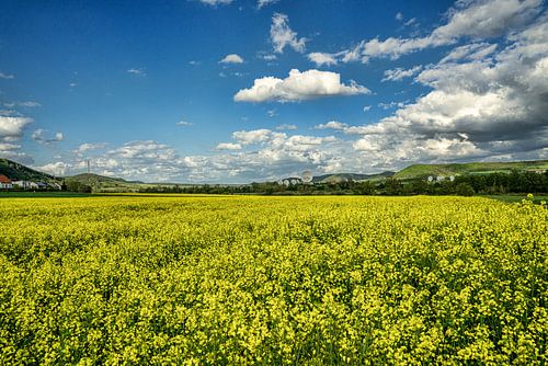 Champ de colza sur Roland Hoffmann