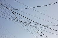 Vögel auf Kabeln und Drähten auf Strommasten, unordentliche Drähte, die am Strommasten befestigt sin von Tjeerd Kruse Miniaturansicht