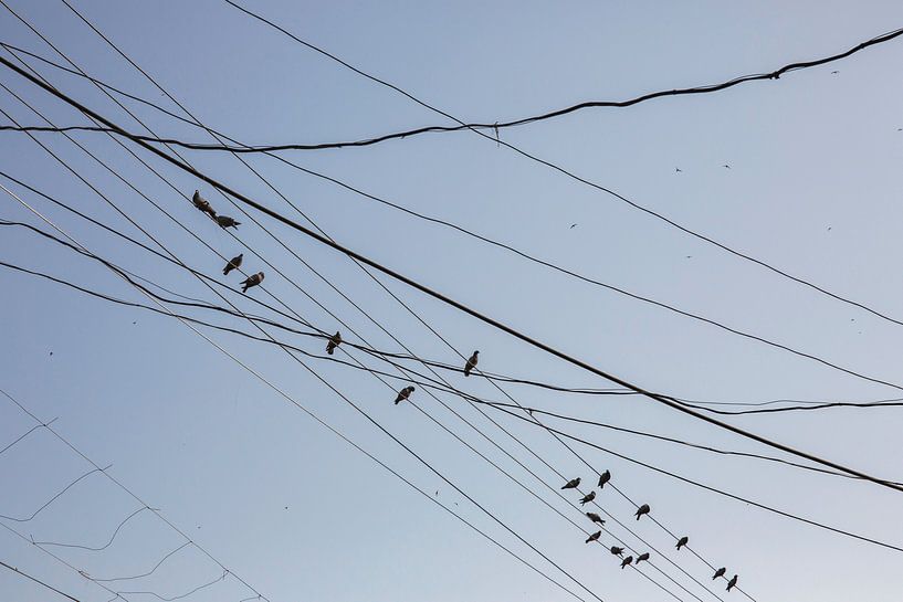 Vögel auf Kabeln und Drähten auf Strommasten, unordentliche Drähte, die am Strommasten befestigt sin von Tjeerd Kruse