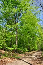 Spring in the forest by Corinne Welp