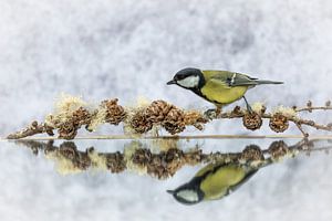 Vogel / Kohlmeise am Lärchenzweig