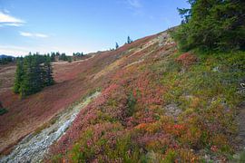Autumn colours in the austrian mountains by Marco Leeggangers