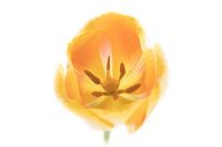 Tulp Geel uit Tulpenserie Suur