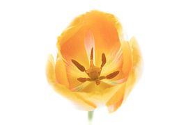 Tulip Yellow from Tulip Series Suur by Marja Suur