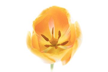 Tulp Geel uit Tulpenserie Suur van Marja Suur