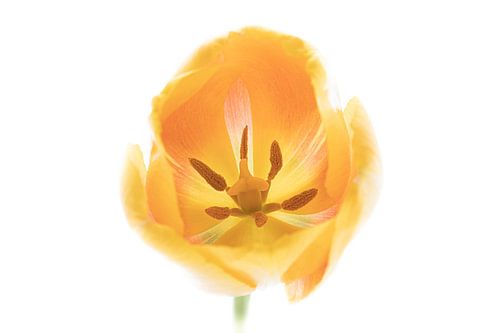 Tulip Yellow from Tulip Series Suur