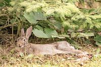 Lapin au repos
