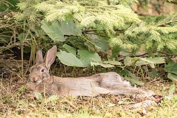 Kaninchen in Ruhe von Fred van Schaagen