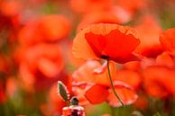 Rouge coquelicot by gerald chapert thumbnail