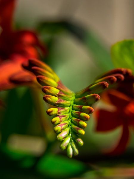 Kleurrijke bloem Heliconia rostrata van Martijn Tilroe