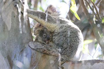 A wild Koala and its baby sitting in a tree Queensland Australia by Frank Fichtmüller
