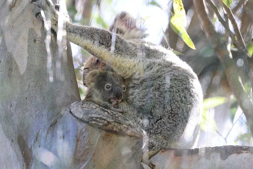 Een wilde Koala en zijn baby zittend in een boom Queensland Australië