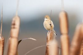 Beutelmeise auf Schilf links von Ruben Evers