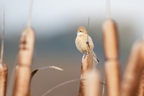 Mésange à poitrine rousse sur un roseau à gauche