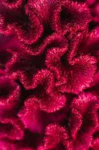 Bright pink Celosia Flower Macro by Ayla Maagdenberg