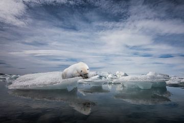 Relaxing polar bear on ice floe by Leon Brouwer