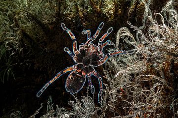 glowing tarantula van gea strucks