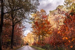 Straße durch den Wald von Drenthe im Herbst.