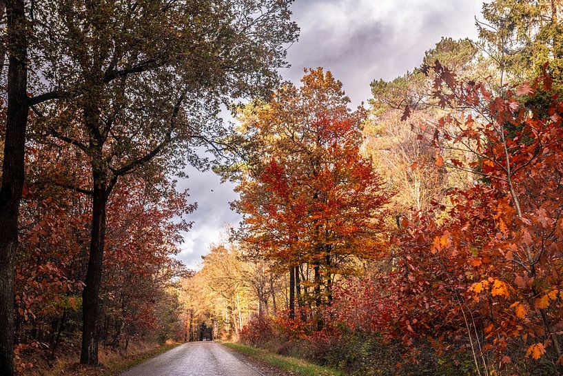 Road through the Drenthe forest in autumn. by Brian Morgan