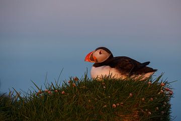 Puffin sur Menno Schaefer