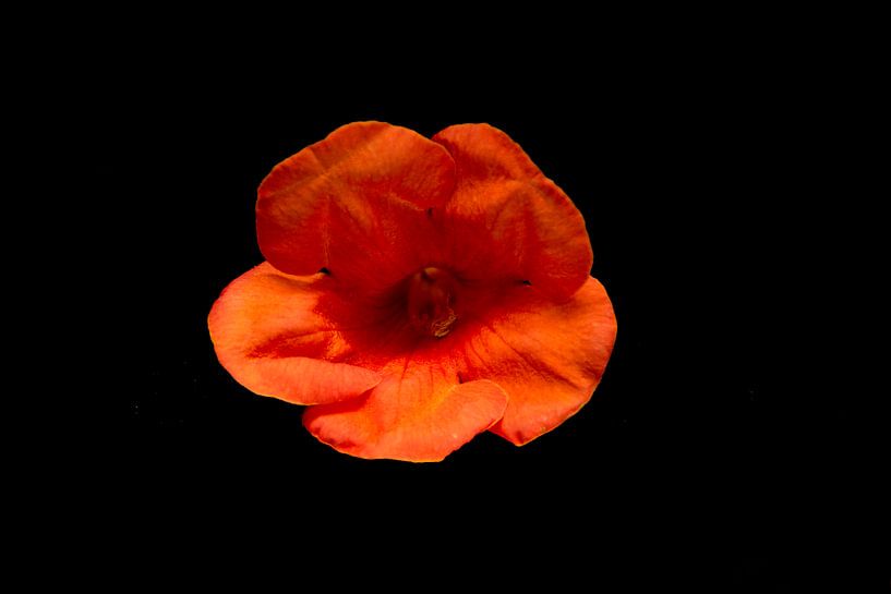 product photography flower by Diana Edwards
