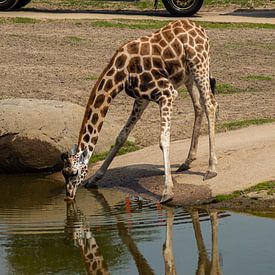 Giraffe trinkt Wasser von Roy Schmidt