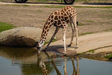 Giraffe trinkt Wasser von Roy Schmidt