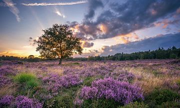 Flowering Heath by Martijn van Dellen