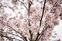 Blossom in bloom
