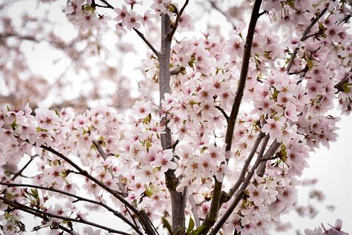 Blüte in der Blüte
