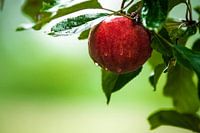 Appeltje voor de dorst