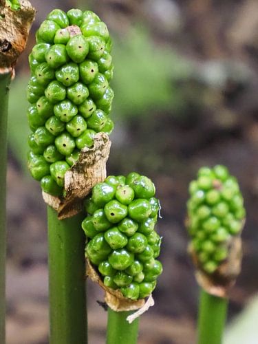 Aronskelk van bloem naar bes