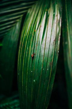 Een klein slakje beklimt een palm blad van Len Veld