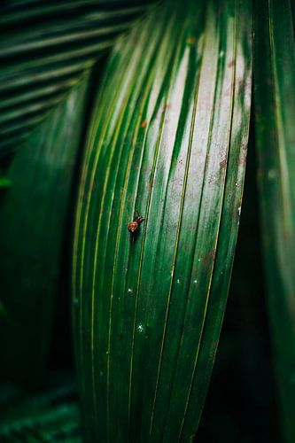 Un petit escargot grimpe sur une feuille de palmier