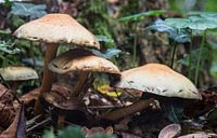 fungus in forest van ChrisWillemsen thumbnail