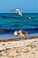 Screeching seagulls in the Baltic seaside resort of Warnemünde